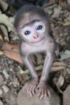 Small monkey